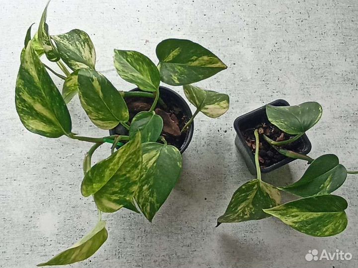 Эпипремнум золотистый/ сциндапсус ауреум, от 50