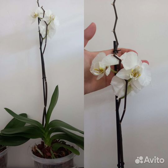 Орхидея