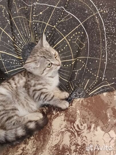 Котенок очень ище дом