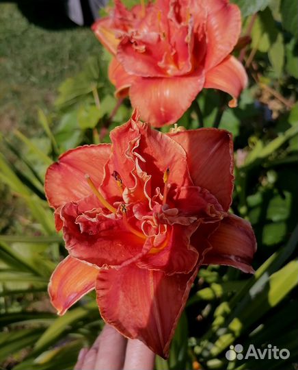 Лилейник (многолетник)