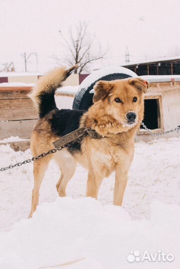 Собака ищет хозяина и дом