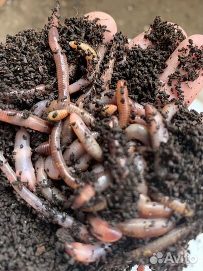 Малек,мотыль