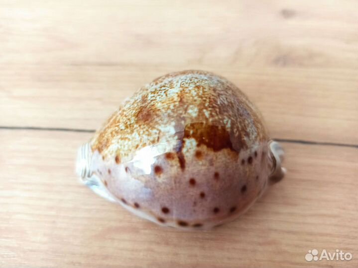 Морская раковина