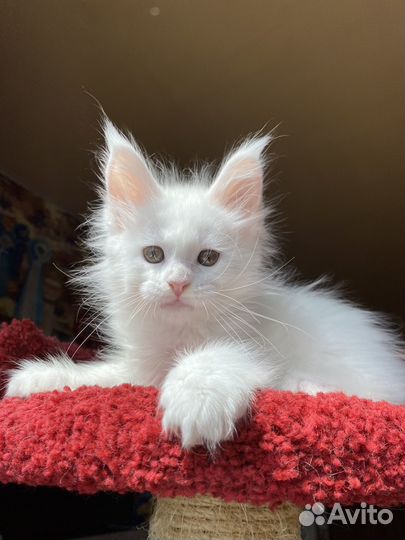 Мейн-кун шикарная девченка