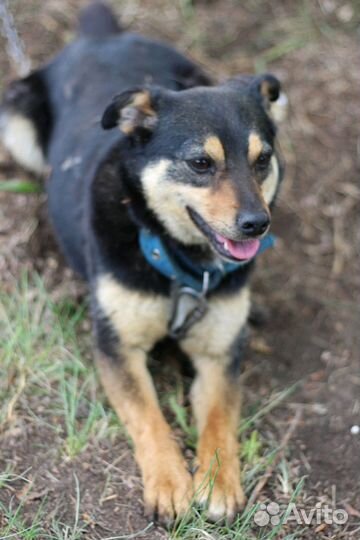 Собака в добрые руки