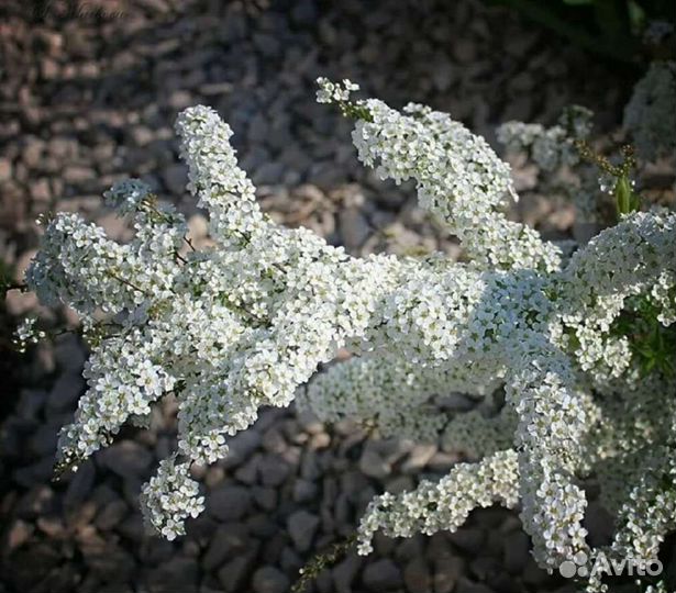 Спирея серая Грефшейм,пузыреплодник,многолетники