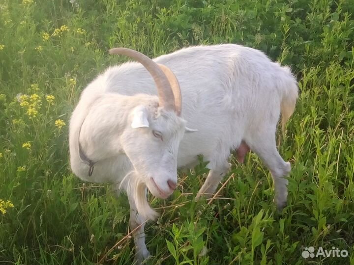 Козы дойные молочные