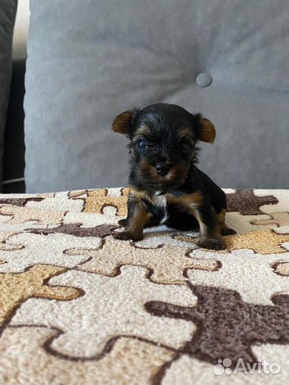 Йоркширский терьер мини беби фейс