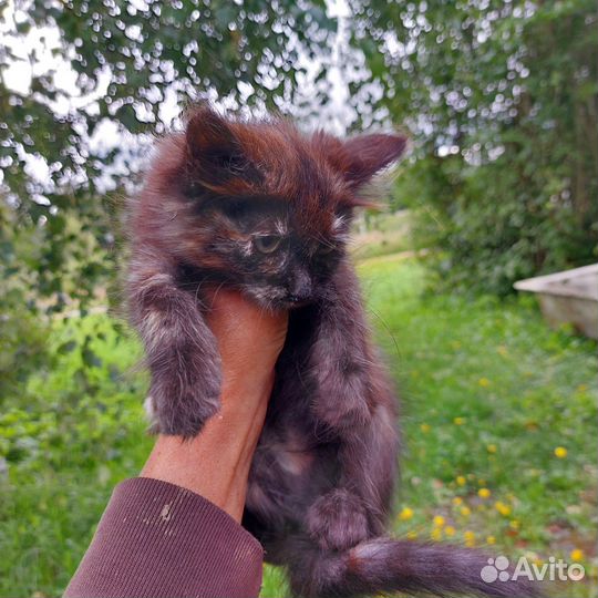 Котята в добрые руки бесплатно