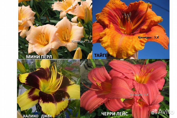 Лилейники Сортовые (Часть 1), 8 кв Доставка Почтой