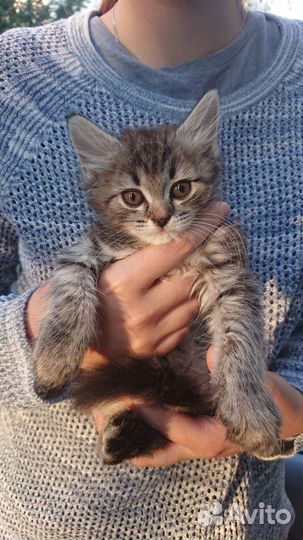 Красивый котёнок:)