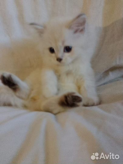Шотландский котёнок