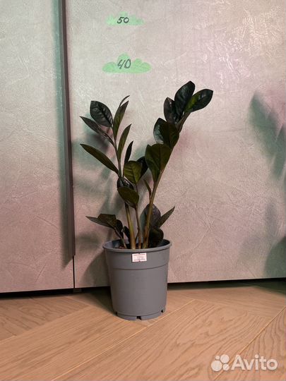 Замиокулькас черный ворон Raven