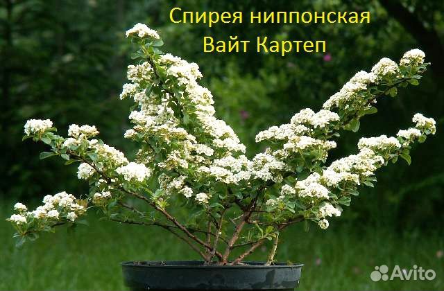 Саженцы Спиреи