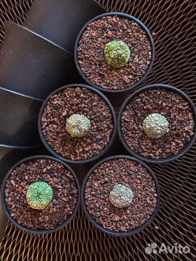 Pseudolithos migiurtinus