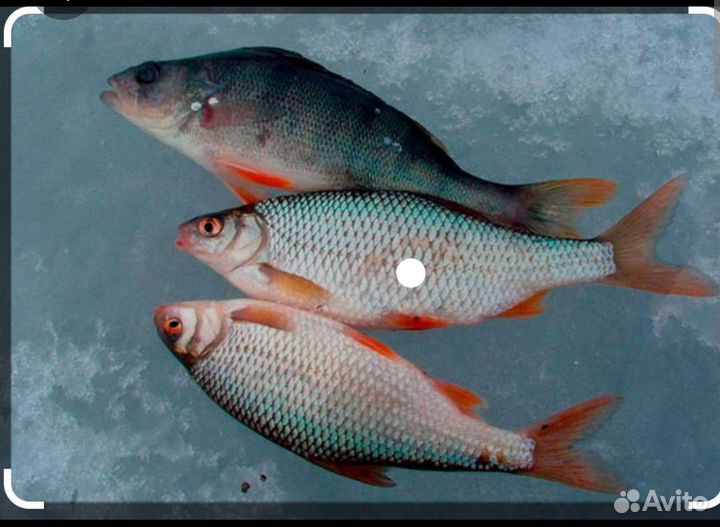 Плотва,Окунь,Щука с Ладоги