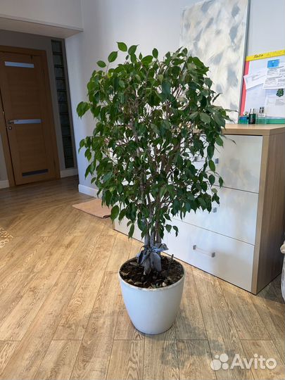 Фикус бенджамина