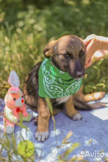 Щенок в добрые руки