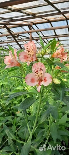 Продам корни альстромерии