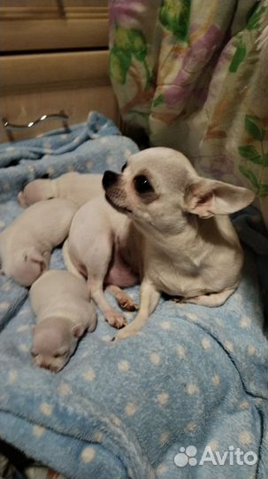 Чихуахуа мини