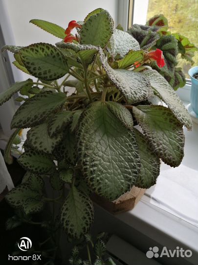 Цветочек комнатгый