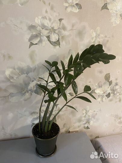 Замиокулькас