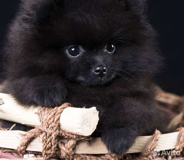 Померанский щпиц