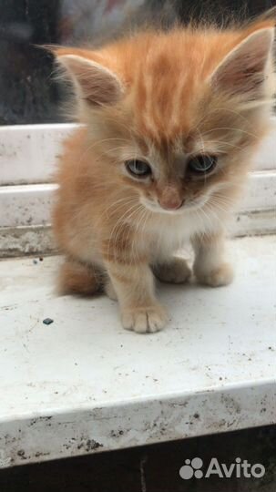 Отдаю даром котика рыжего