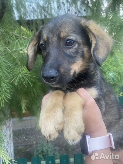 Щенок, 2,5 месяца в дар