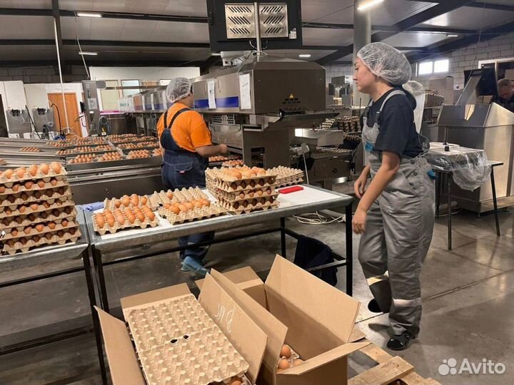 Упаковщики куриных яиц Вахта Тульская обл