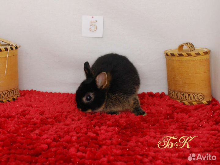 Карликовый кролик. Черноогненный тан