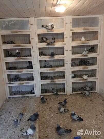 Голуби высоколетные свердловские и гривуны