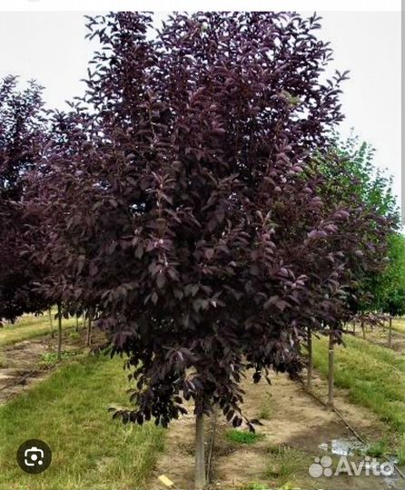 Черемуха шуберта