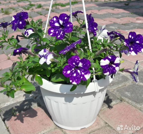 Петуния 