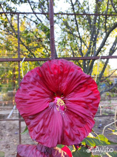 Цветите разнообразием: семена сортовых гибискусов