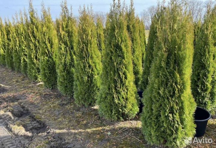 Туи/Хвойные Растения