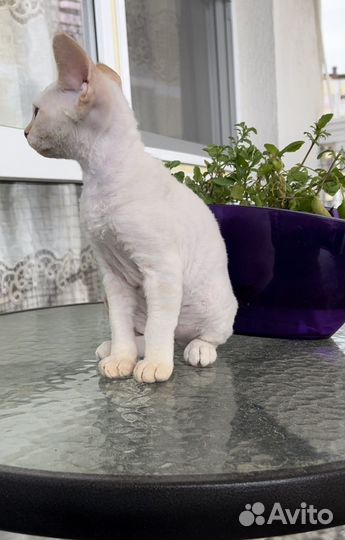 Котята девон-рекс