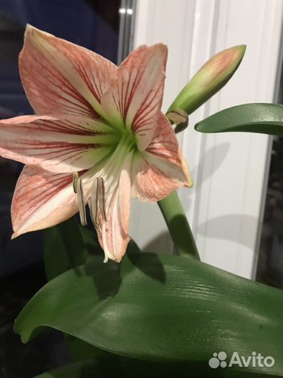 Гиппиаструм