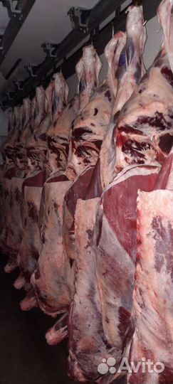 Мясо говядина в тушах