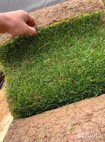 Рулонный газон