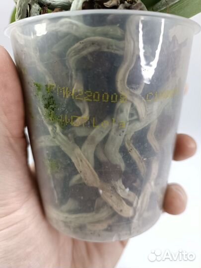 Орхидея Фаленопсис Лола Lola