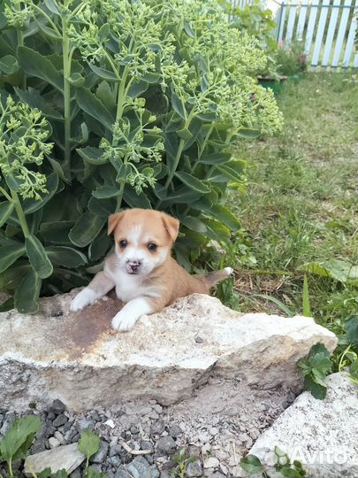 Собака в добрые руки отдам бесплатно