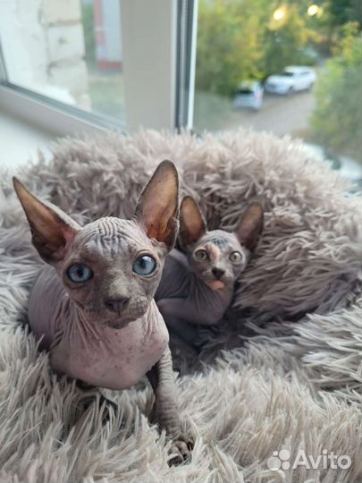 Донской сфинкс девочка