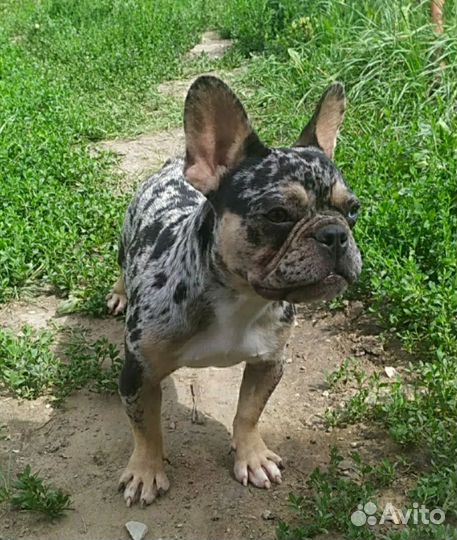 Орхидея девочка 2 года