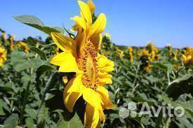 Садовник в поле