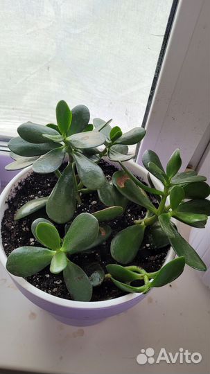 Красула, толстянка