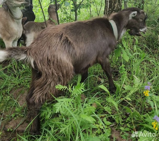 Козлы и козы