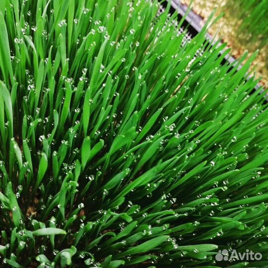 Витграсс и Микрозелень