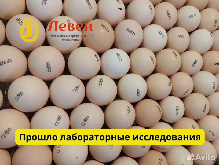 Инкубационное яйцо бройлера (Европа)