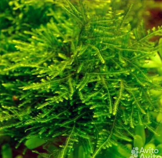 Мох анкор, мох риччия